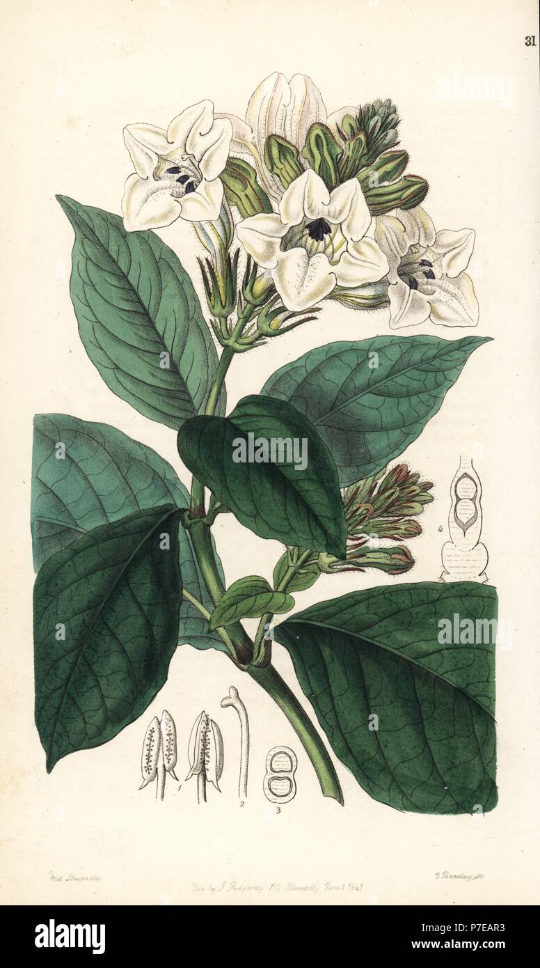 Asystasia scandens (Climbing henfreya, Henfreya scandens). Handcoloured copperplate engraving by George Barclay after an illustration by Miss Sarah Drake from Edwards' Botanical Register, edited by John Lindley, London, Ridgeway, 1847. Stock Photo