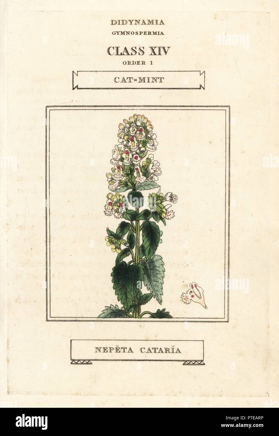 Catmint or catnip, Nepeta cataria. Handcoloured copperplate engraving after an illustration by Richard Duppa from his The Classes and Orders of the Linnaean System of Botany, Longman, Hurst, London, 1816. Stock Photo