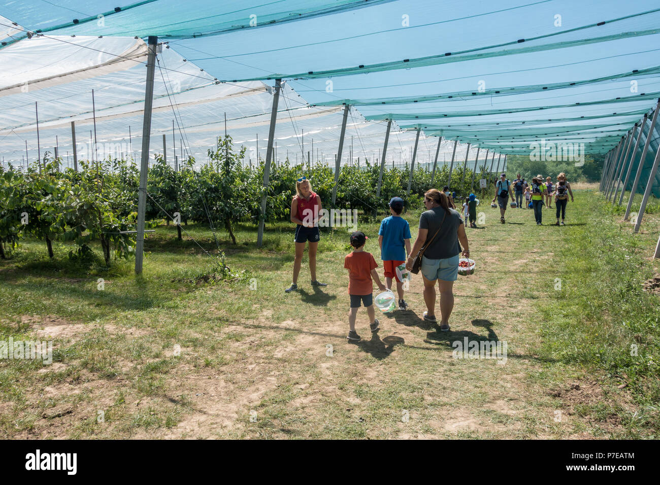 Cherry trees protected by netting on a pick your own fruit farm. Stock Photo