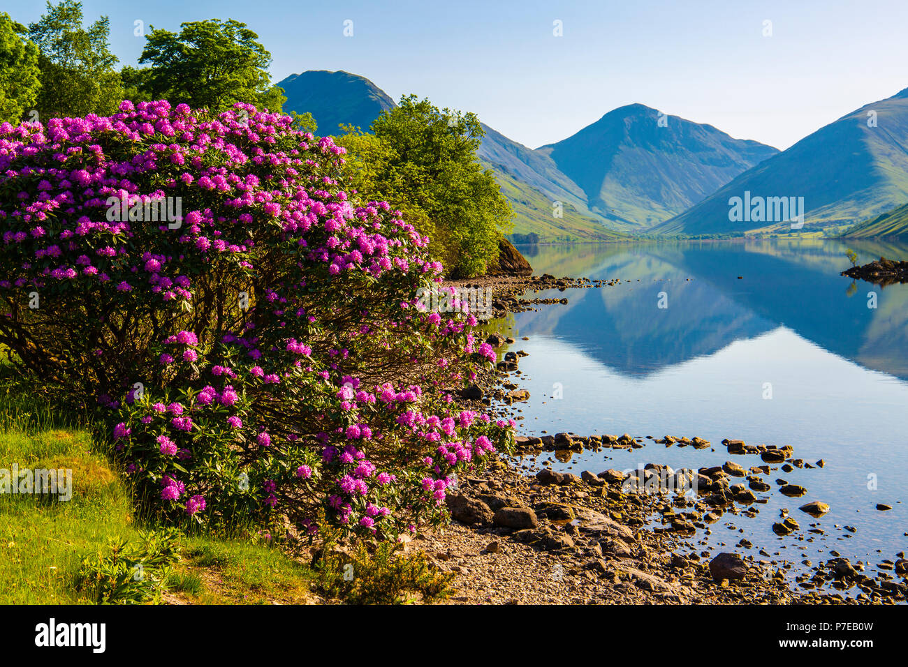 English lake district flowers hi-res stock photography and images - Alamy