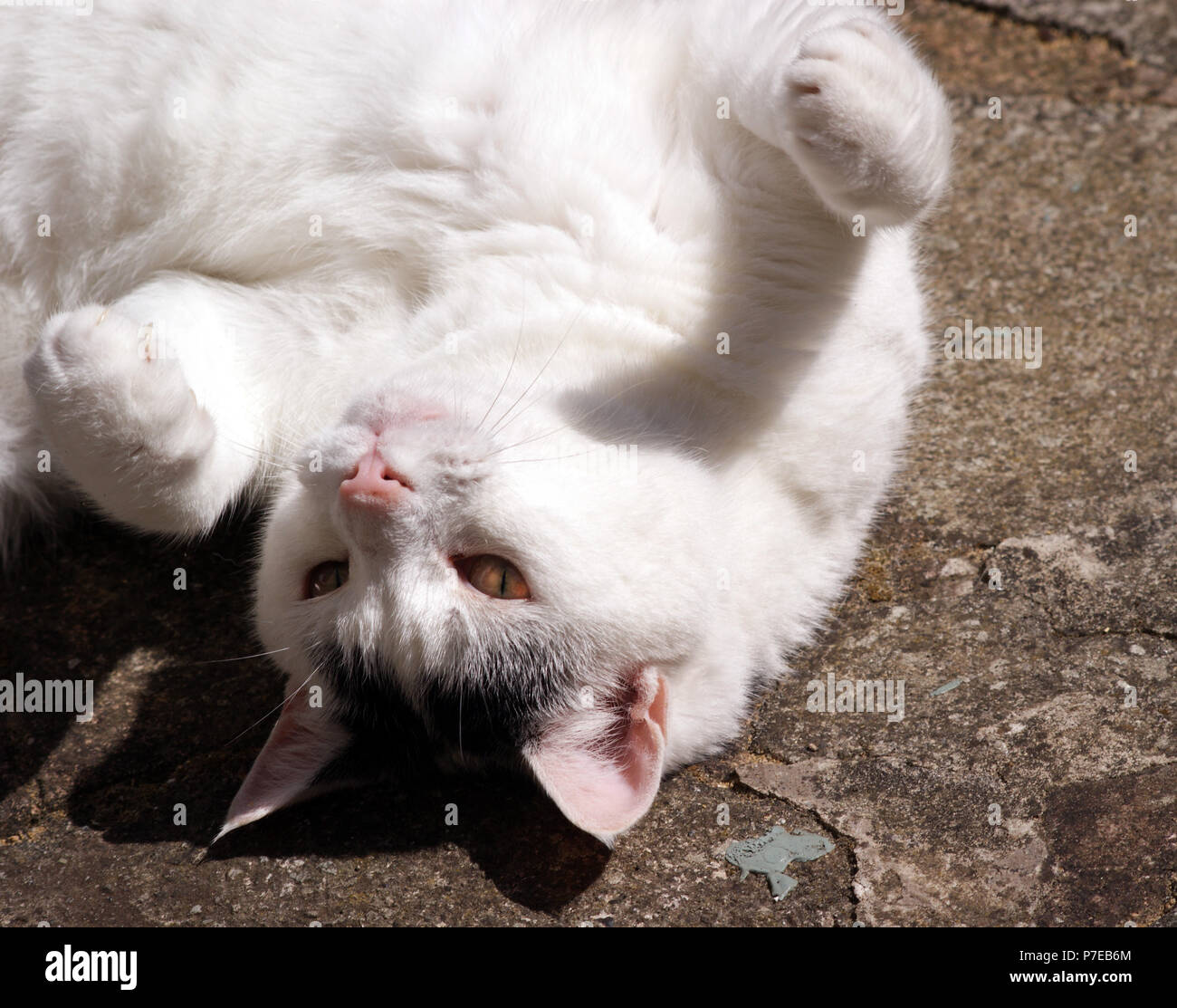 Black cat with white paws hires stock photography and images Alamy
