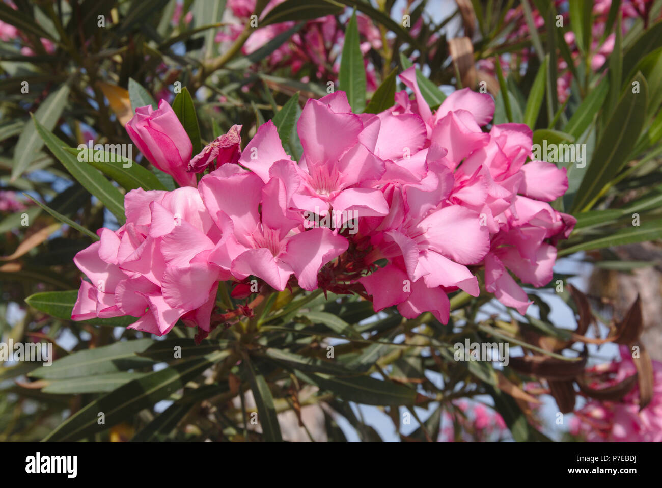 Pink oleander flowers in Kos, Greece Stock Photo