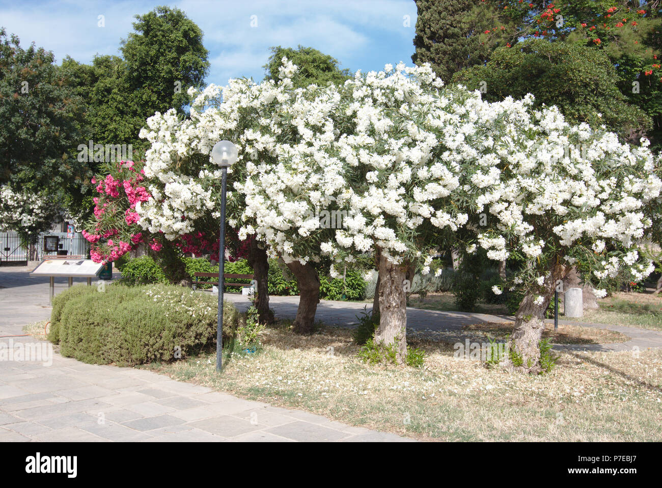 Blooming oleander trees in Kos, Greece Stock Photo
