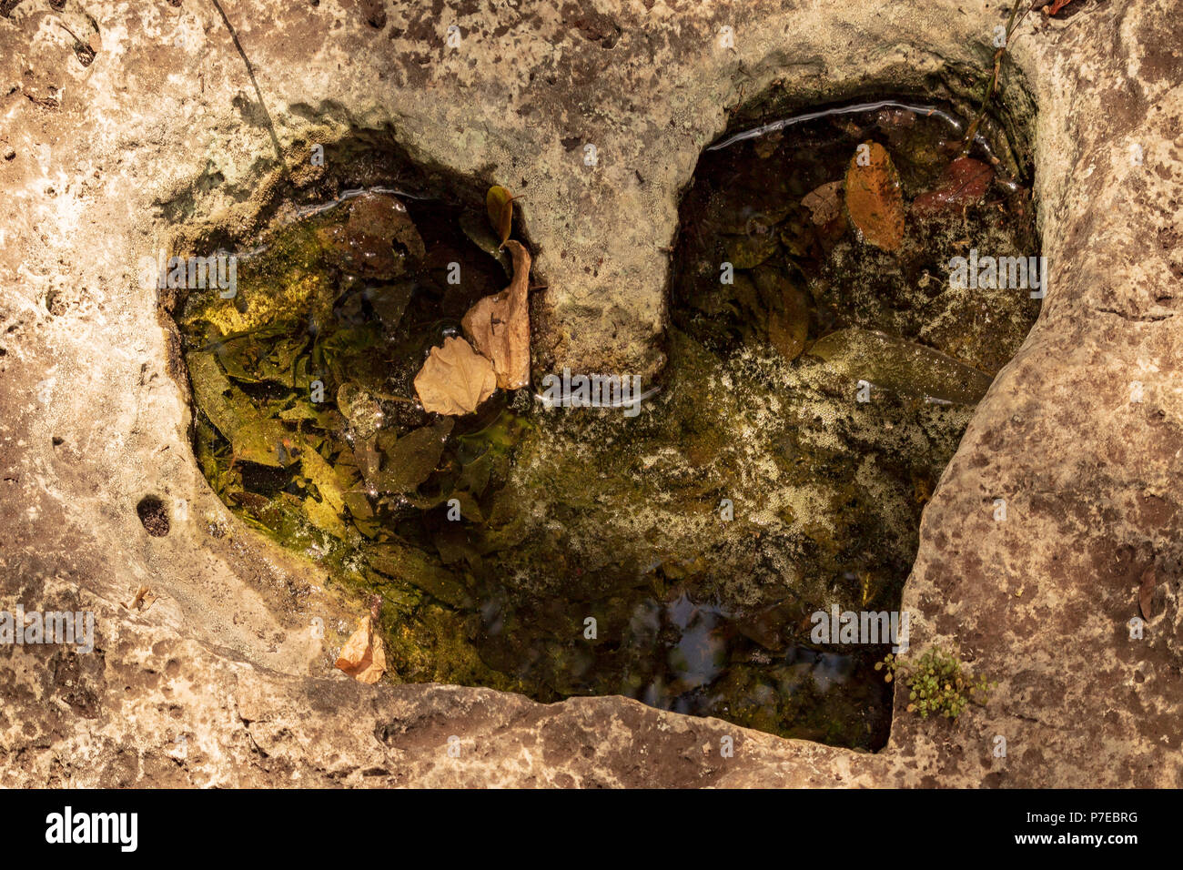 heart shaped hole on stone. Found this happy accident while trekking in the  jungle. It is filled with rain water and decaying leaves Stock Photo - Alamy