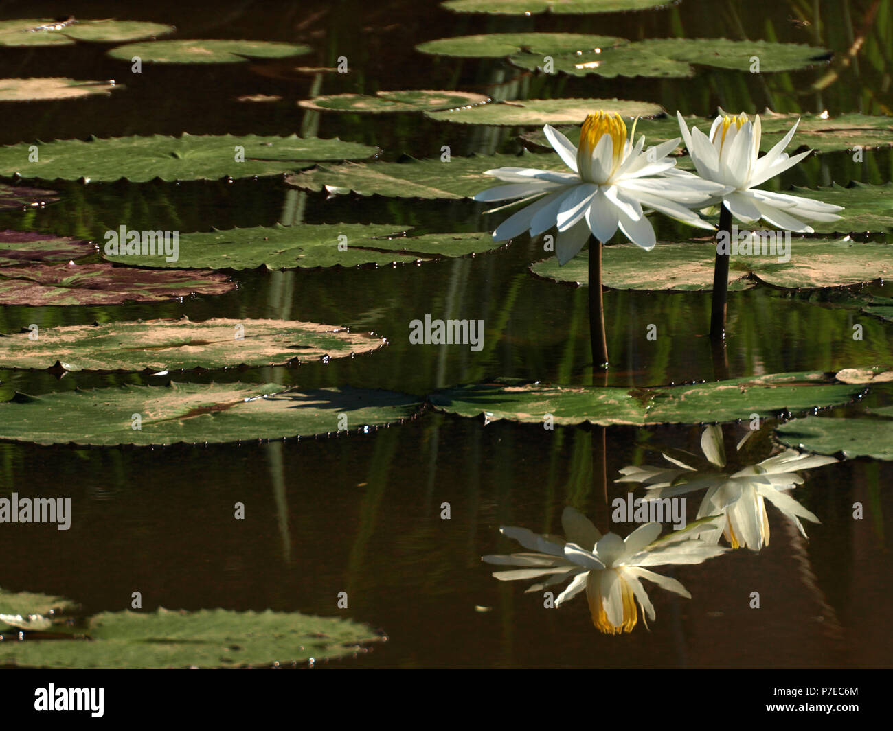 Water Lilies Bloom At Kenilworth Park And Aquatic Gardens In