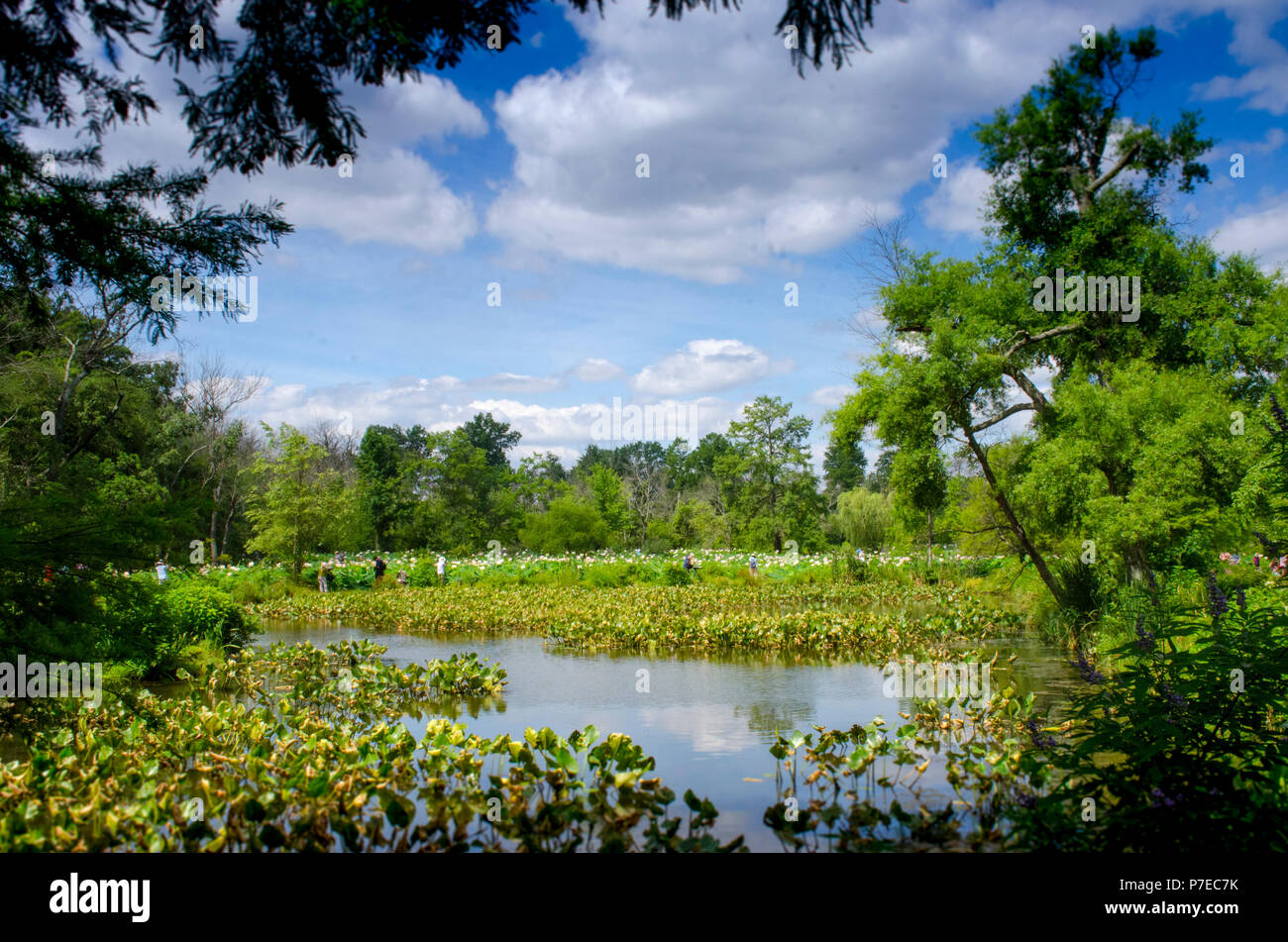 Ponds Of Water Are Home To Lotus And Lilies At Kenilworth Park And
