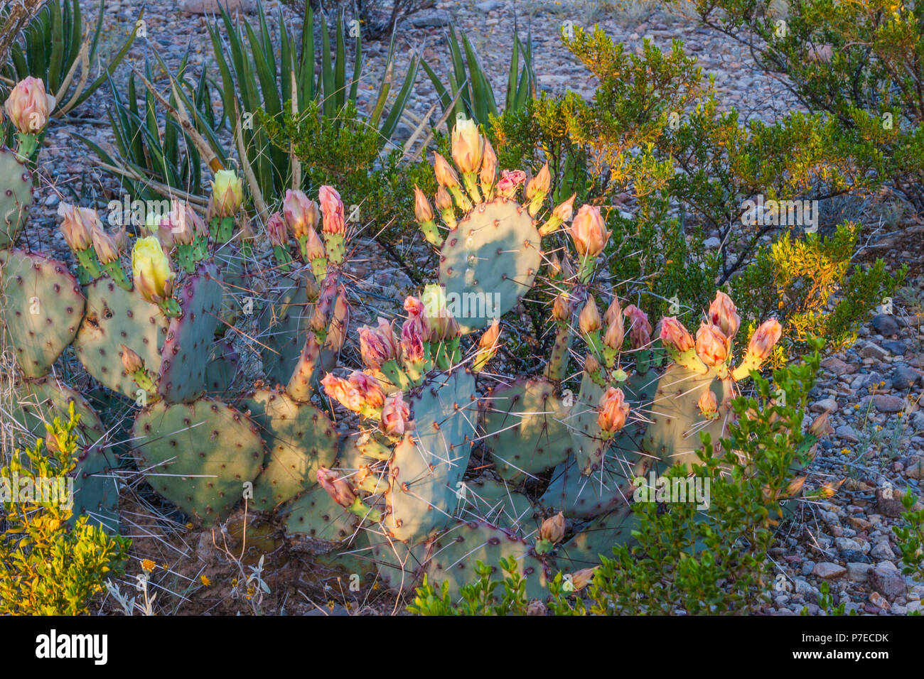 Purple Prickly Pear Cactus Opuntia Violacea In Early Morning Light At Big Bend National Park In Texas Stock Photo Alamy