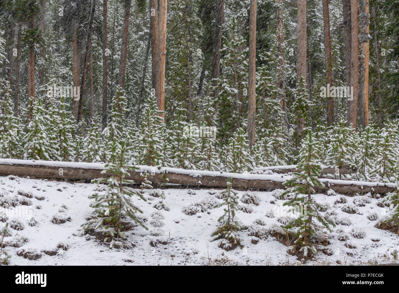 Snow falling in September in Yellowstone National Park in Wyoming. Stock Photo