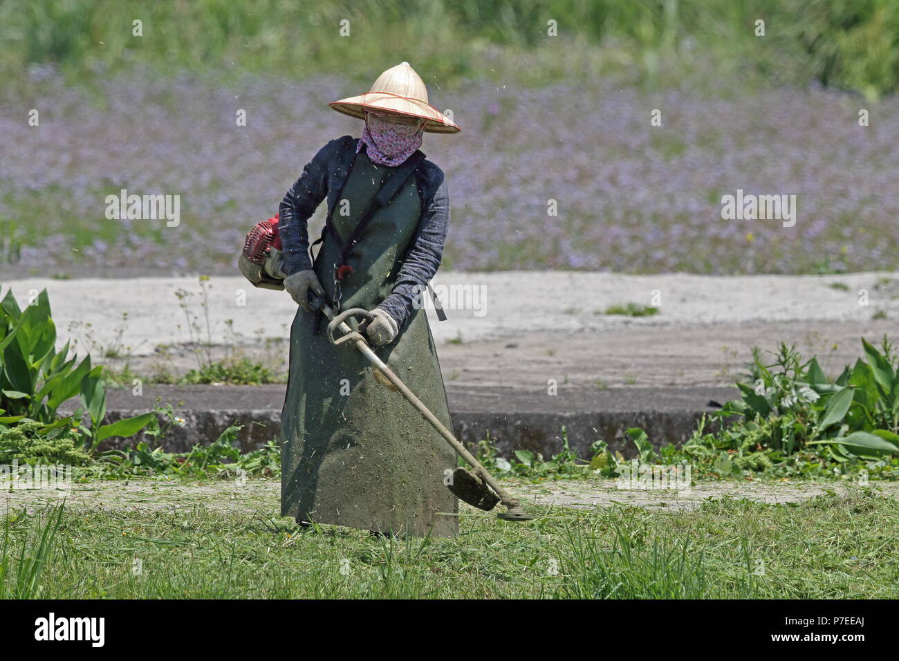 woman strimming grass  western Taiwan           April Stock Photo