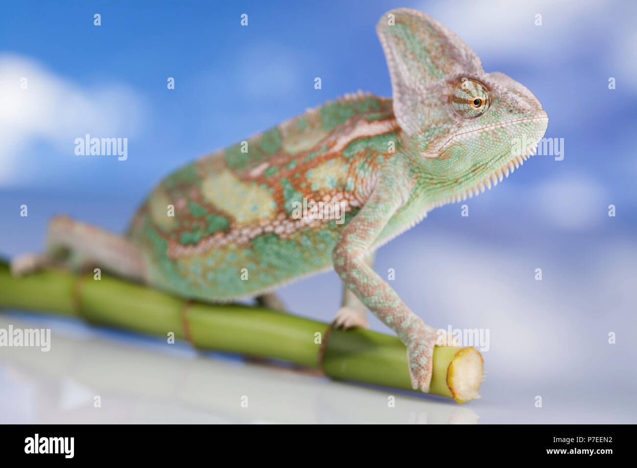 Green chameleon,lizard on sky background Stock Photo Alamy