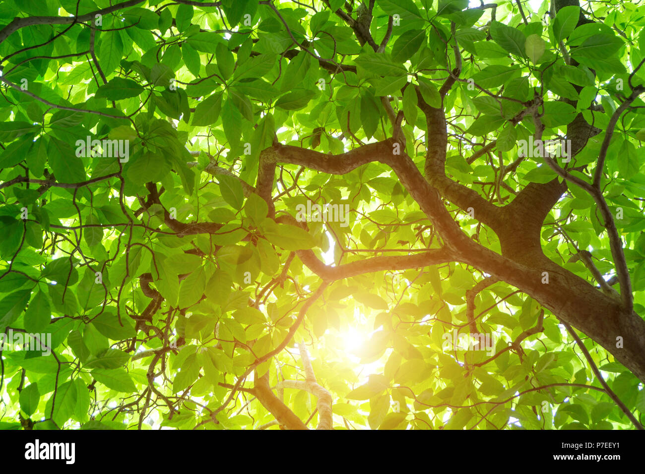 Green Cananga odorata tree, known as the cananga tree is a tropical tree that originates in Indonesia, which in early 19th century spread to Malaysia  Stock Photo