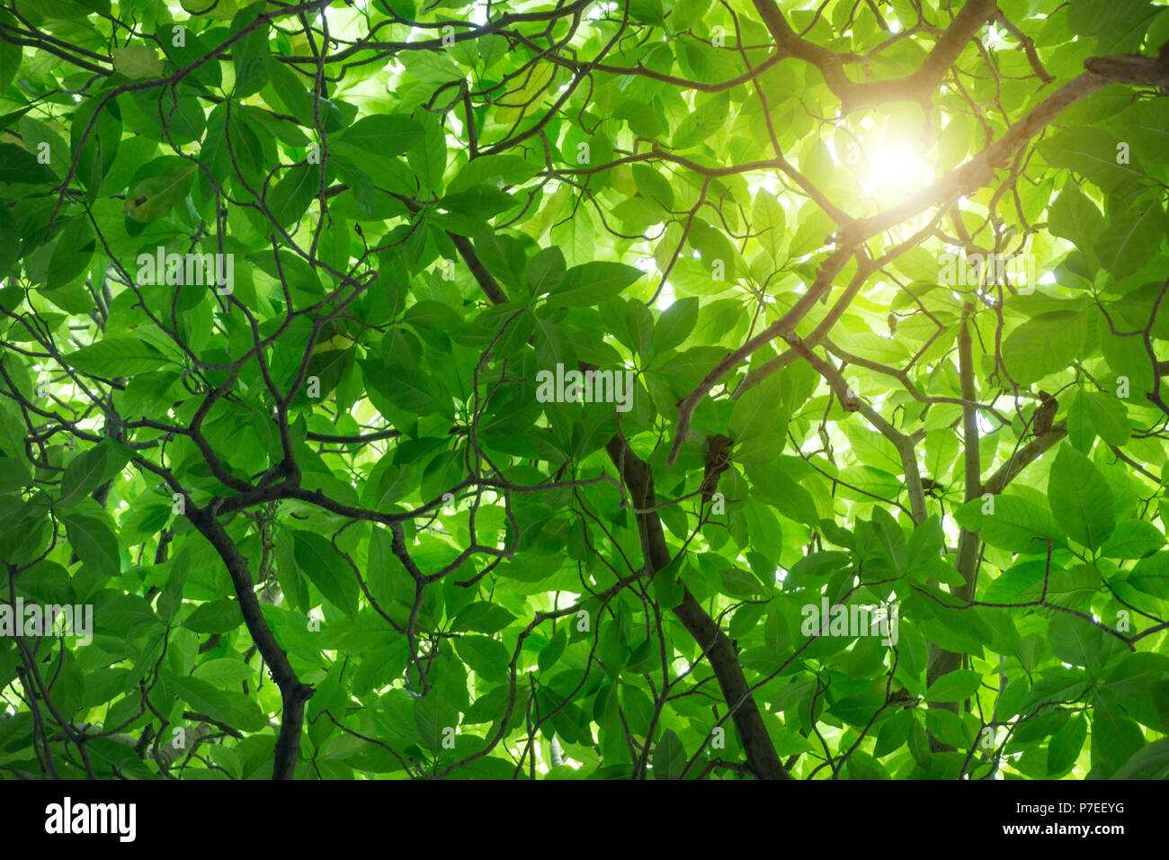 Green Cananga odorata tree, known as the cananga tree is a tropical tree that originates in Indonesia, which in early 19th century spread to Malaysia  Stock Photo