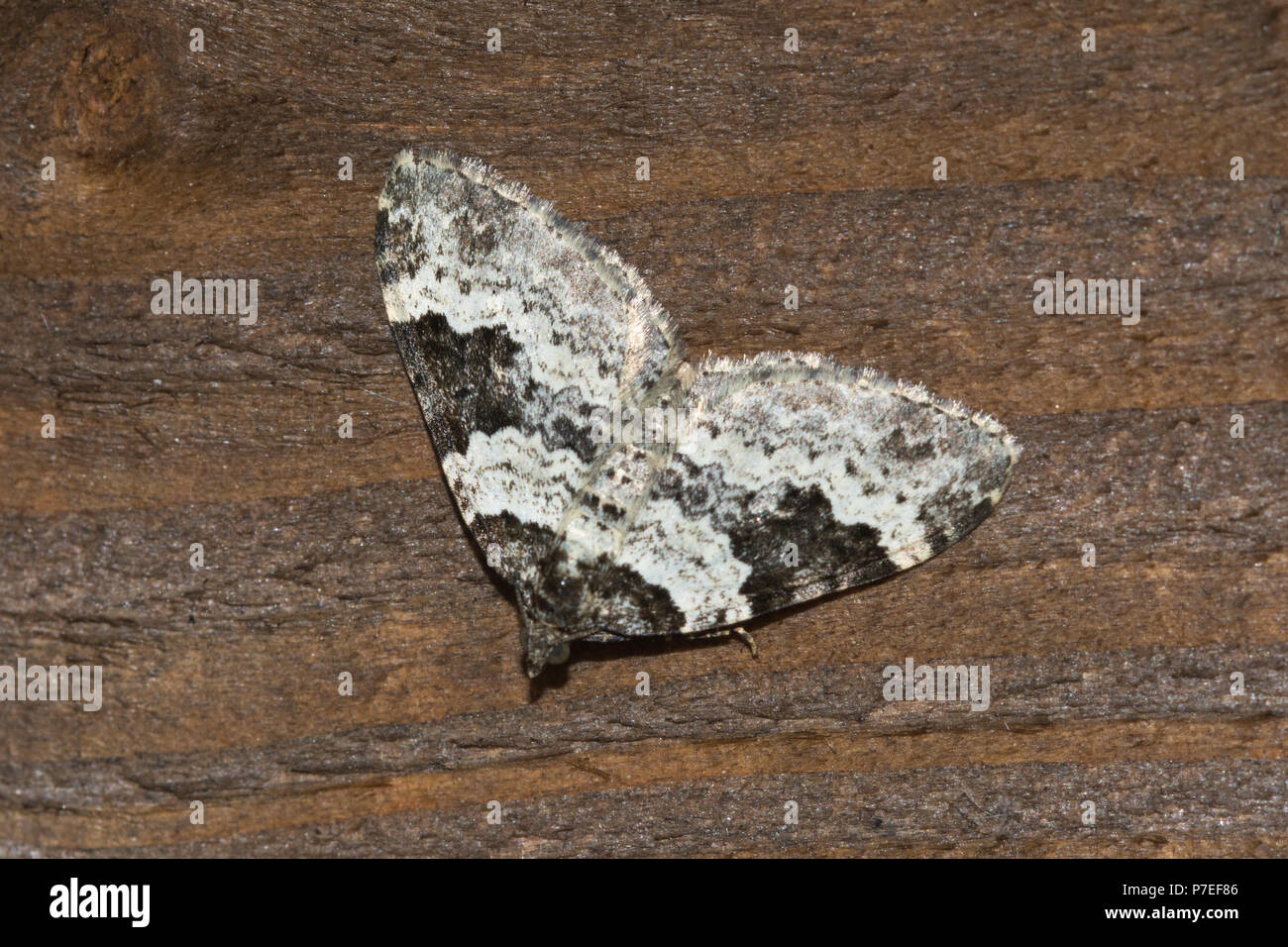 Carpet moth hires stock photography and images Alamy