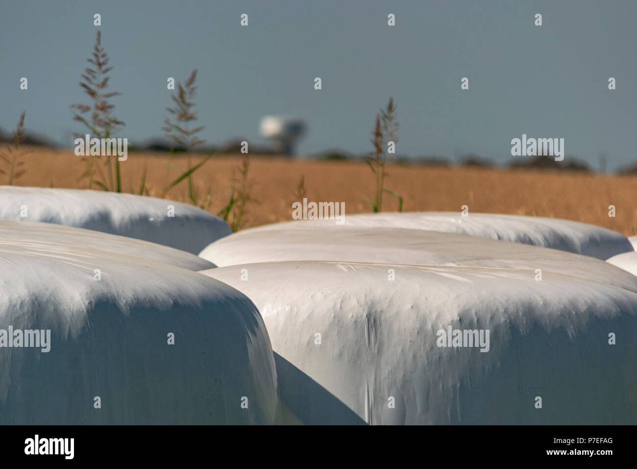 Hay Wrapped One way of storing hay is this silaged wrapped hay Stock Photo - Alamy