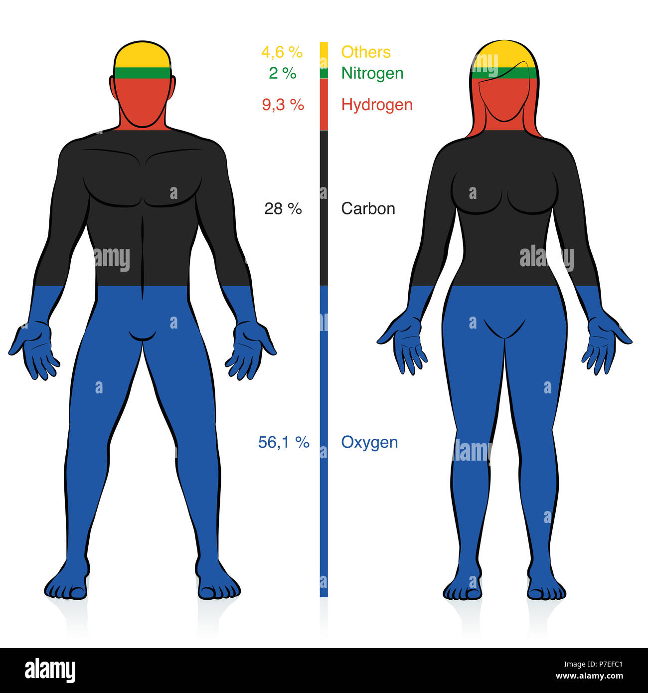 Main chemical elements of the human body. Oxygen, carbon, hydrogen, and nitrogen with percent of mass information that compose a normal weight person. Stock Photo