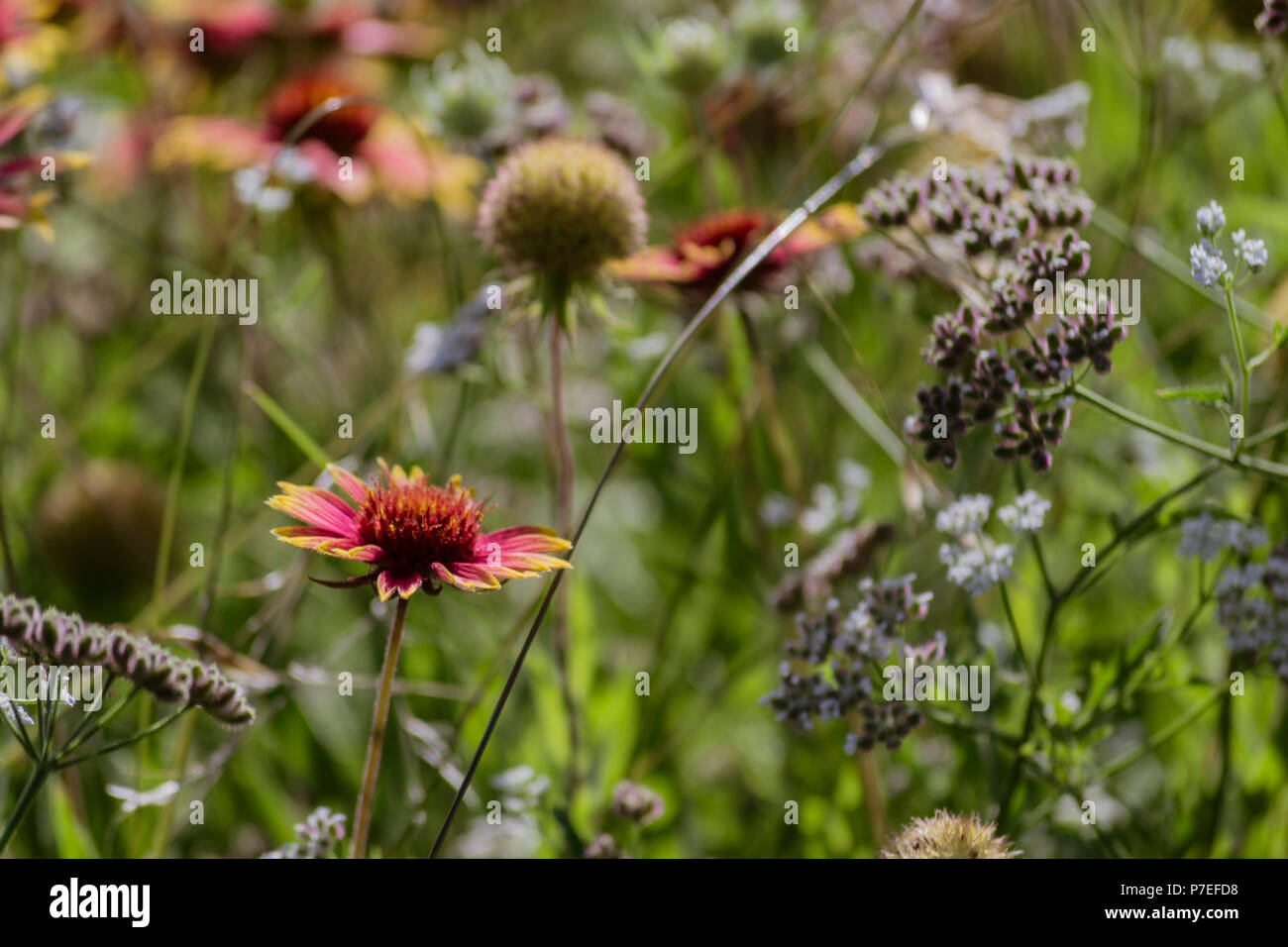 Spring texas wildflowers hi-res stock photography and images - Alamy