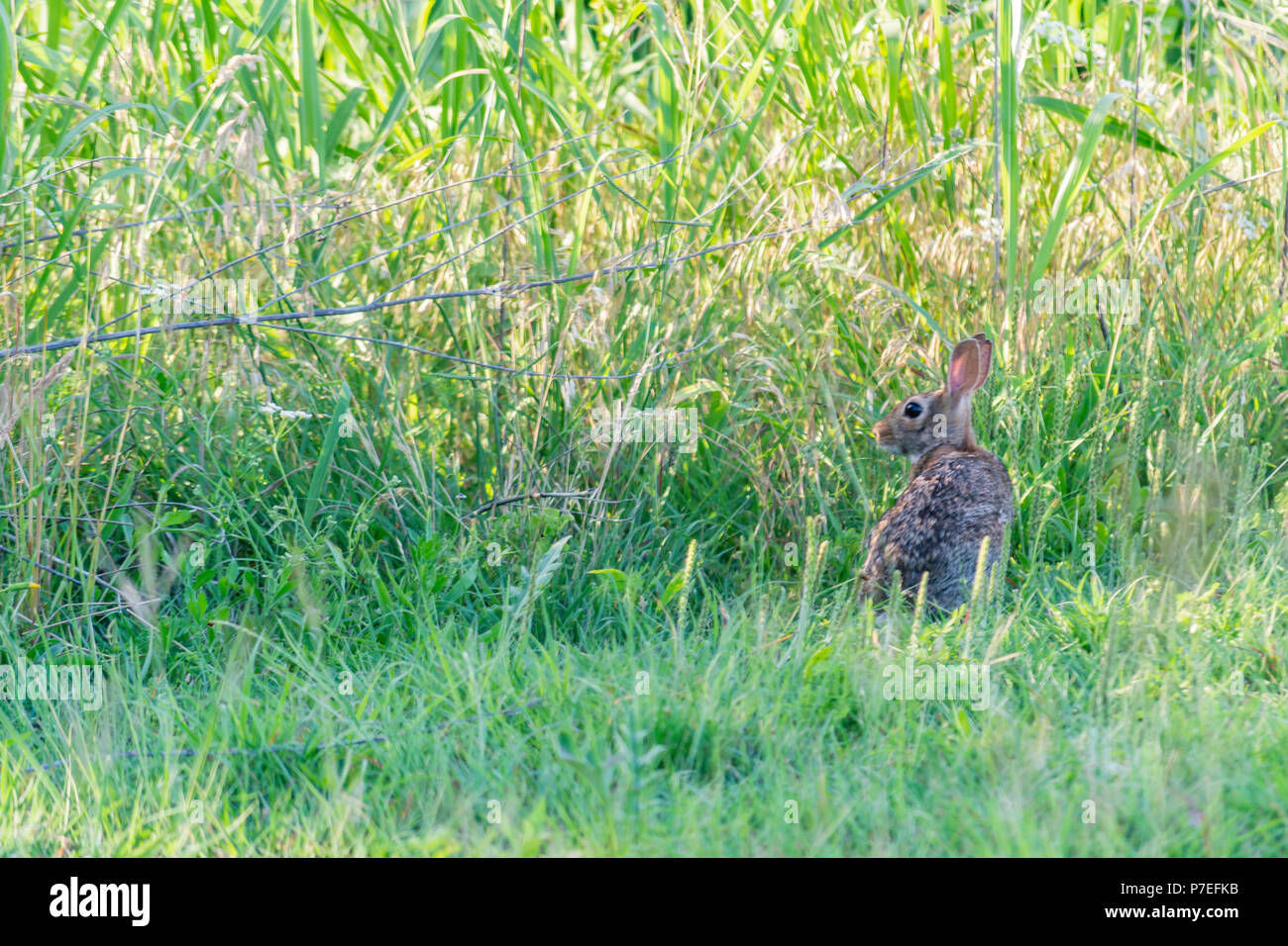 Cute little cottontail rabbit in the field Stock Photo