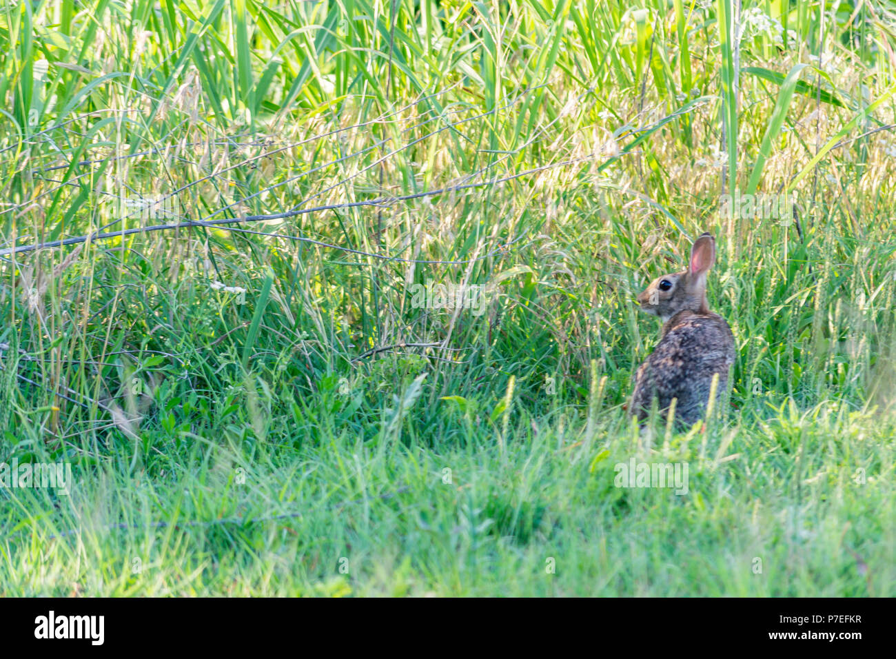 Cute little cottontail rabbit in the field Stock Photo