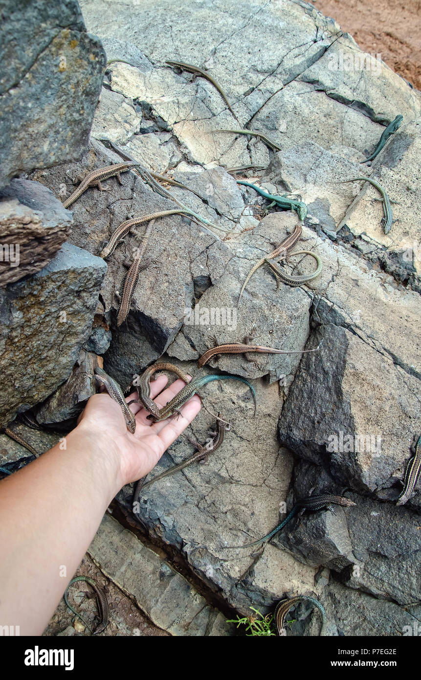 Running wild lizards on natural rocks. Few reptiles are looking for food in woman's hand stretched to rocks. Friendly interaction with wild life and e Stock Photo
