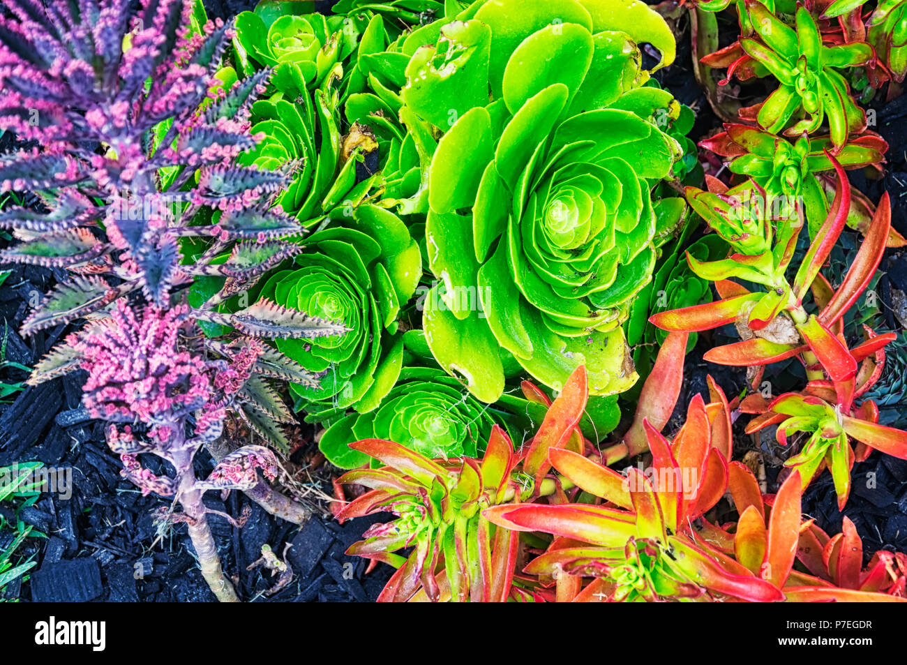 A variety of succulent plants in a garden at the hollywood forever