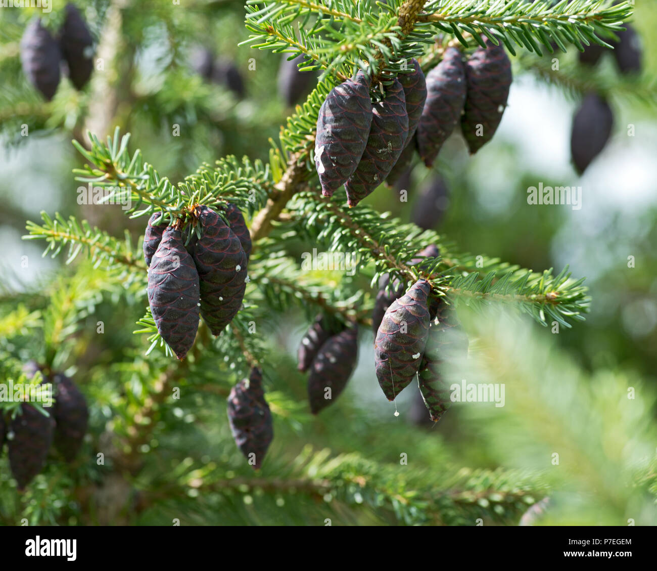 Black spruce, Picea mariana, a North American species of spruce tree in the pine family. Stock Photo