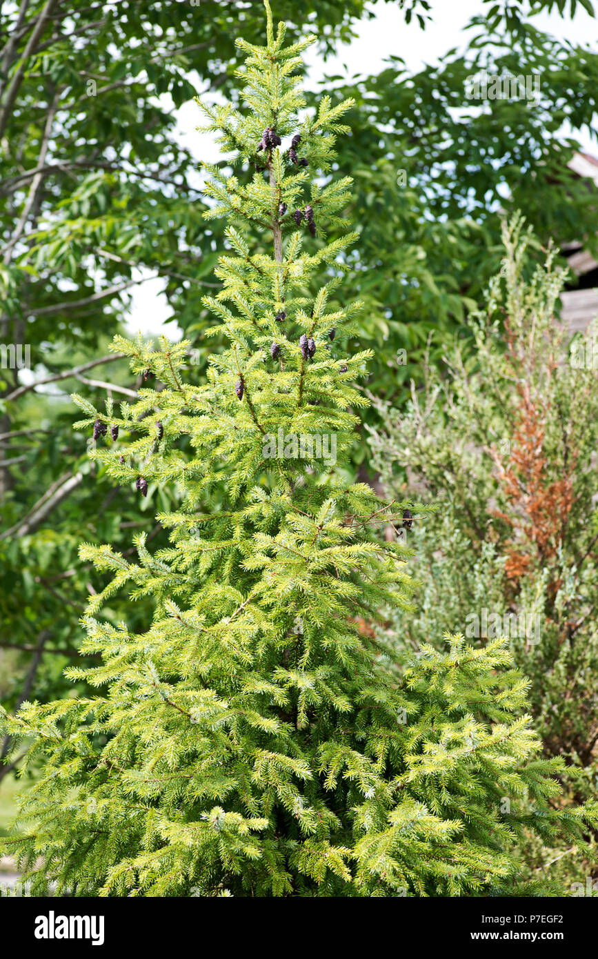 Black spruce, Picea mariana, a North American species of spruce tree in the pine family Stock
