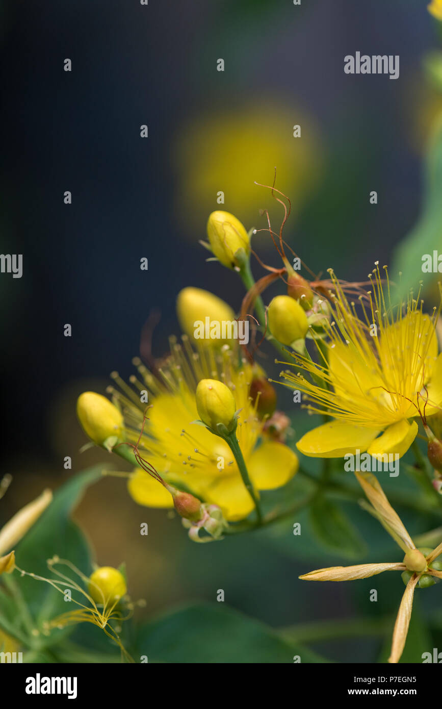 St John's Wort yellow flowers and buds natural treatment used for mental health Stock Photo