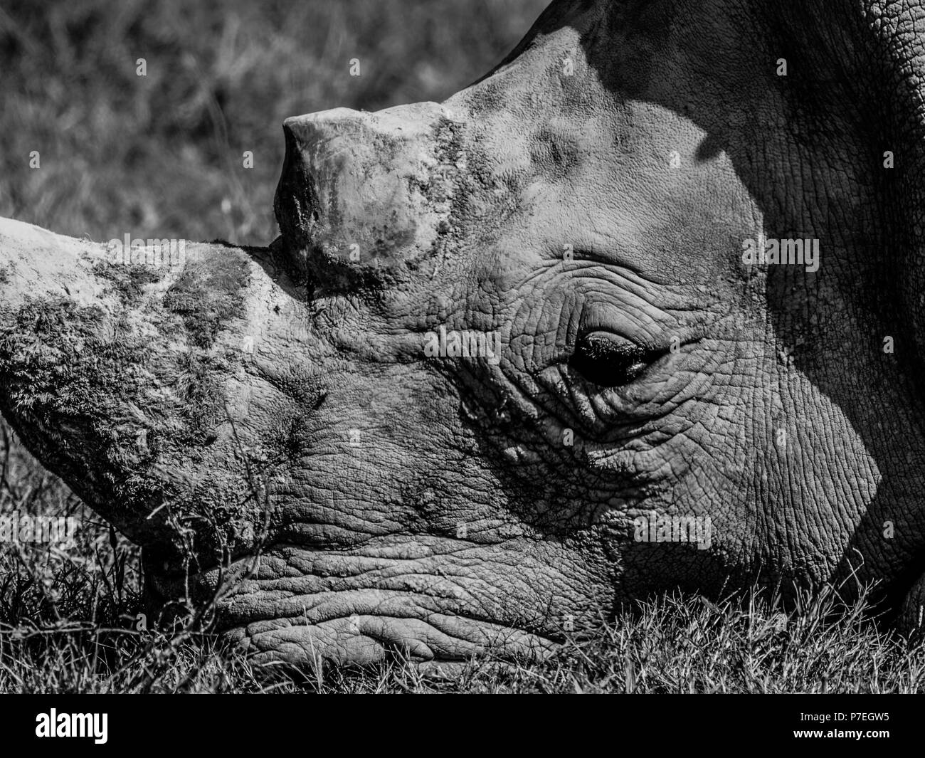 Animal closeups close face facial partial Stock Photo