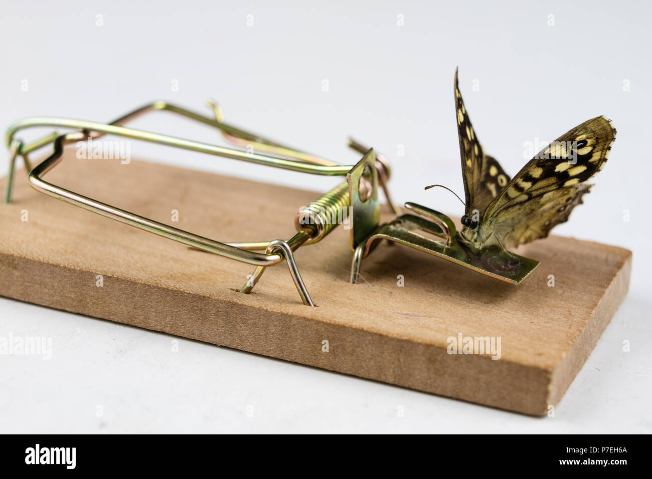 Butterfly Trap High Resolution Stock Photography and Images Alamy