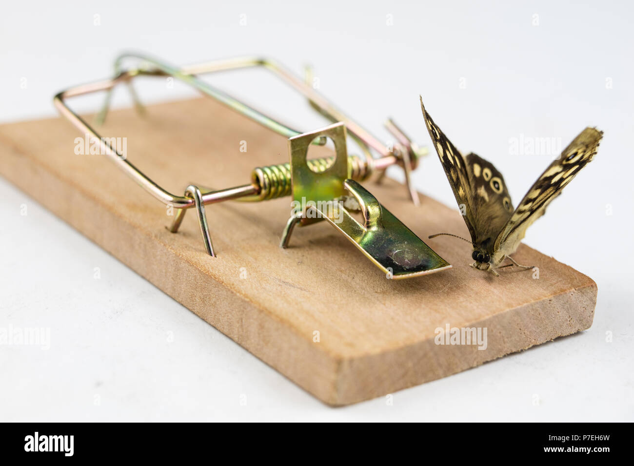 Butterfly Trap Stock Photos & Butterfly Trap Stock Images Alamy