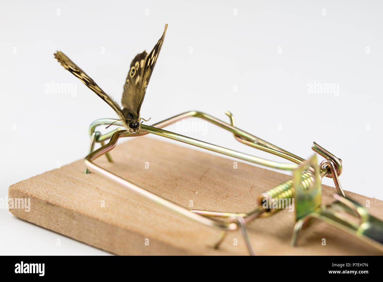 A mousetrap and a butterfly sitting on it. Insect trap for metaphors. White background. Stock Photo