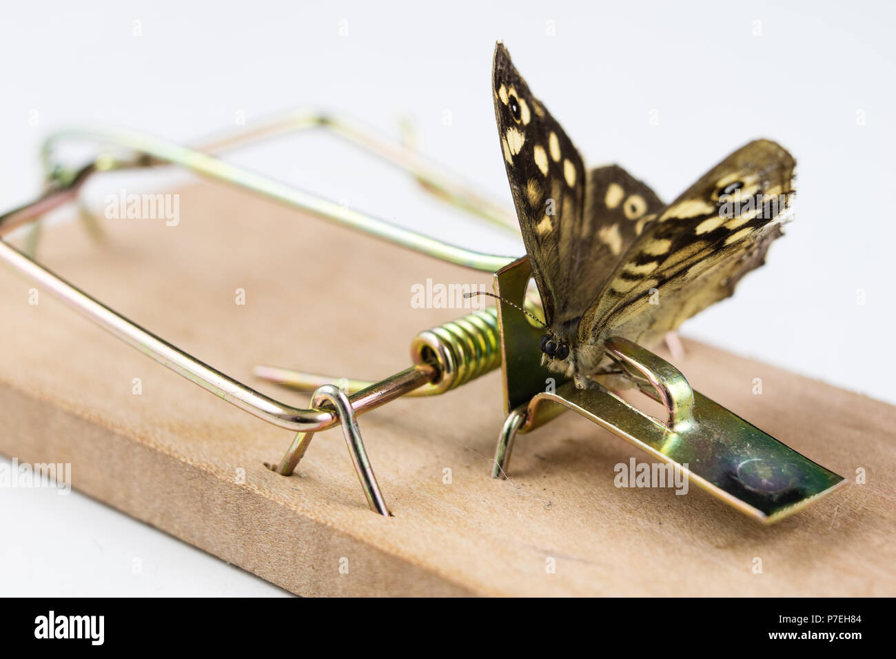 Butterfly Trap High Resolution Stock Photography and Images Alamy