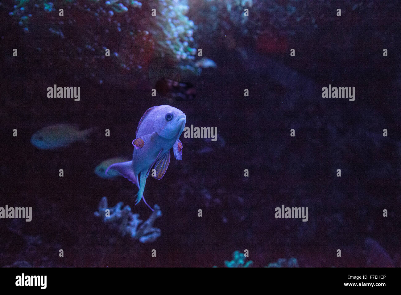 Pink flasher wrasse Paracheilinus carpenteri swims across a marine reef. Stock Photo