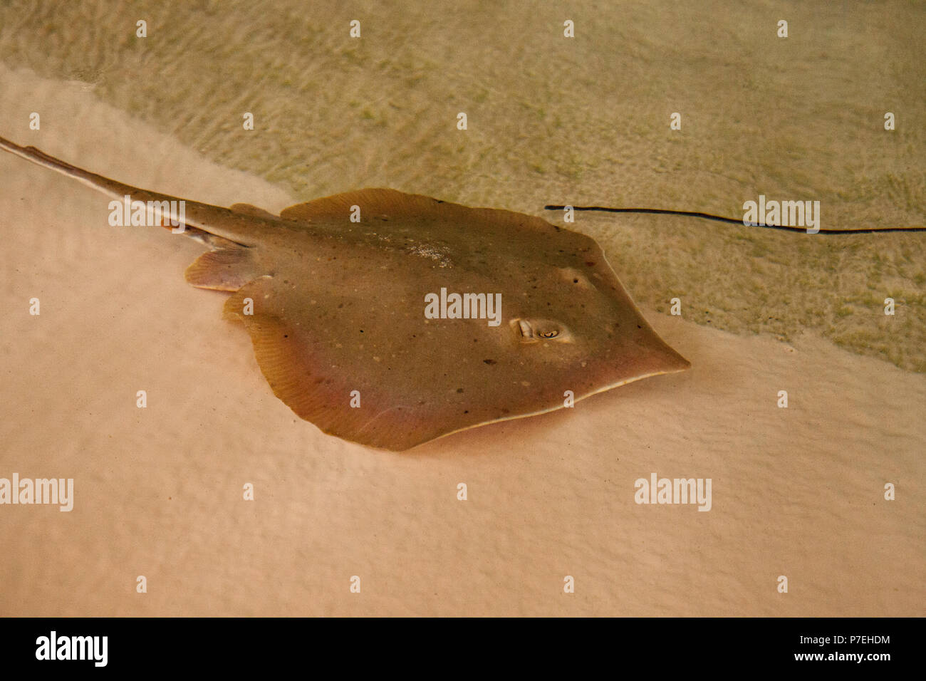 Pointed-nose stingray Himantura jenkinsii sifts sand through its mouth in search of food along the bottom of the ocean floor. Stock Photo