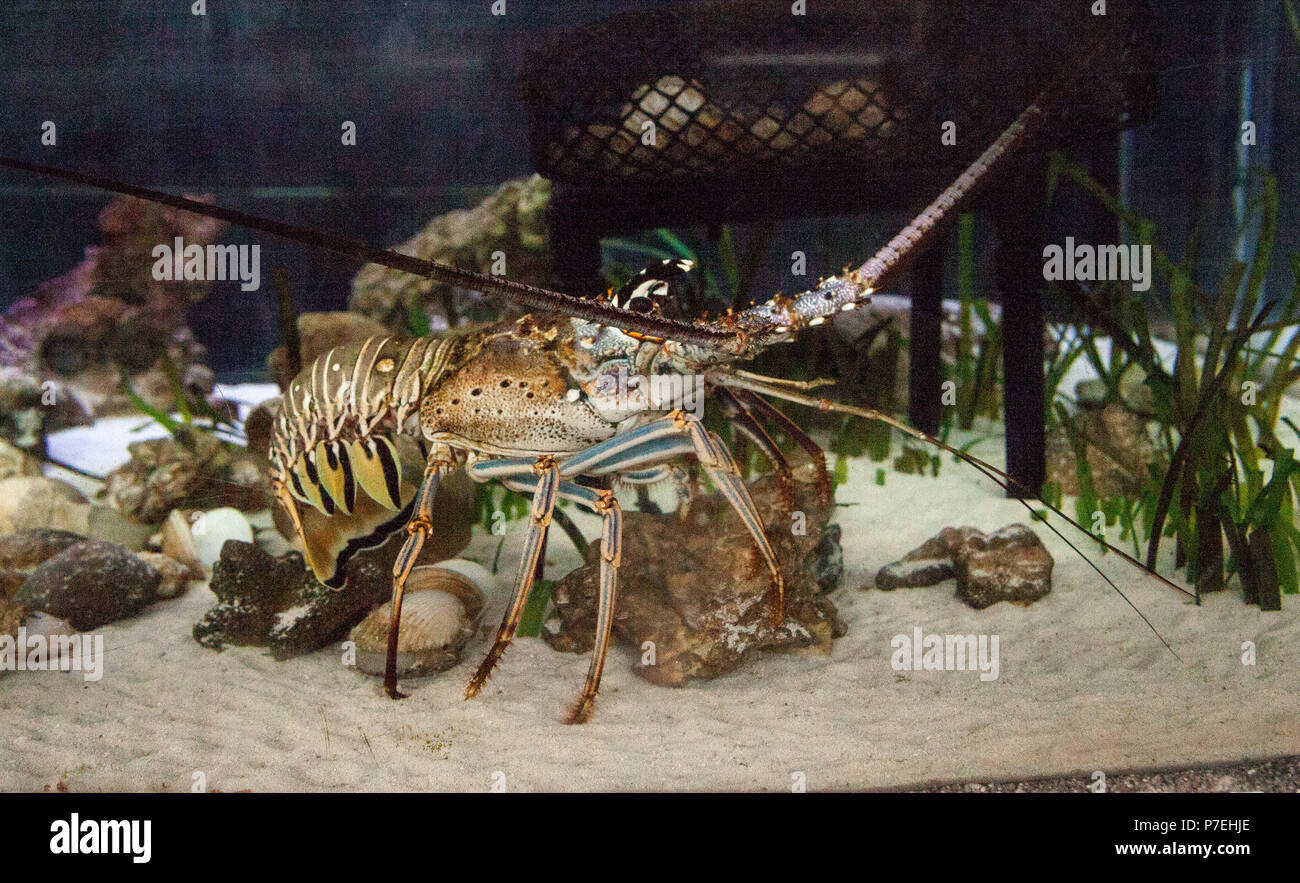 Spiny lobster also called rock lobster Palinuridae forages for food along the sand. Stock Photo