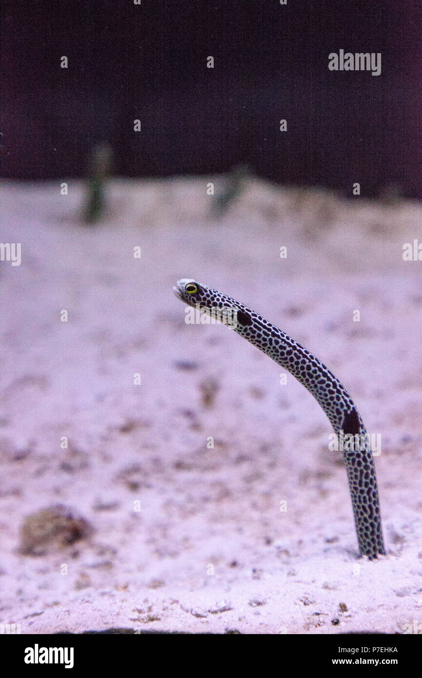Black and white spotted garden eel Heteroconger hassi peaks its head out of the sand Stock Photo