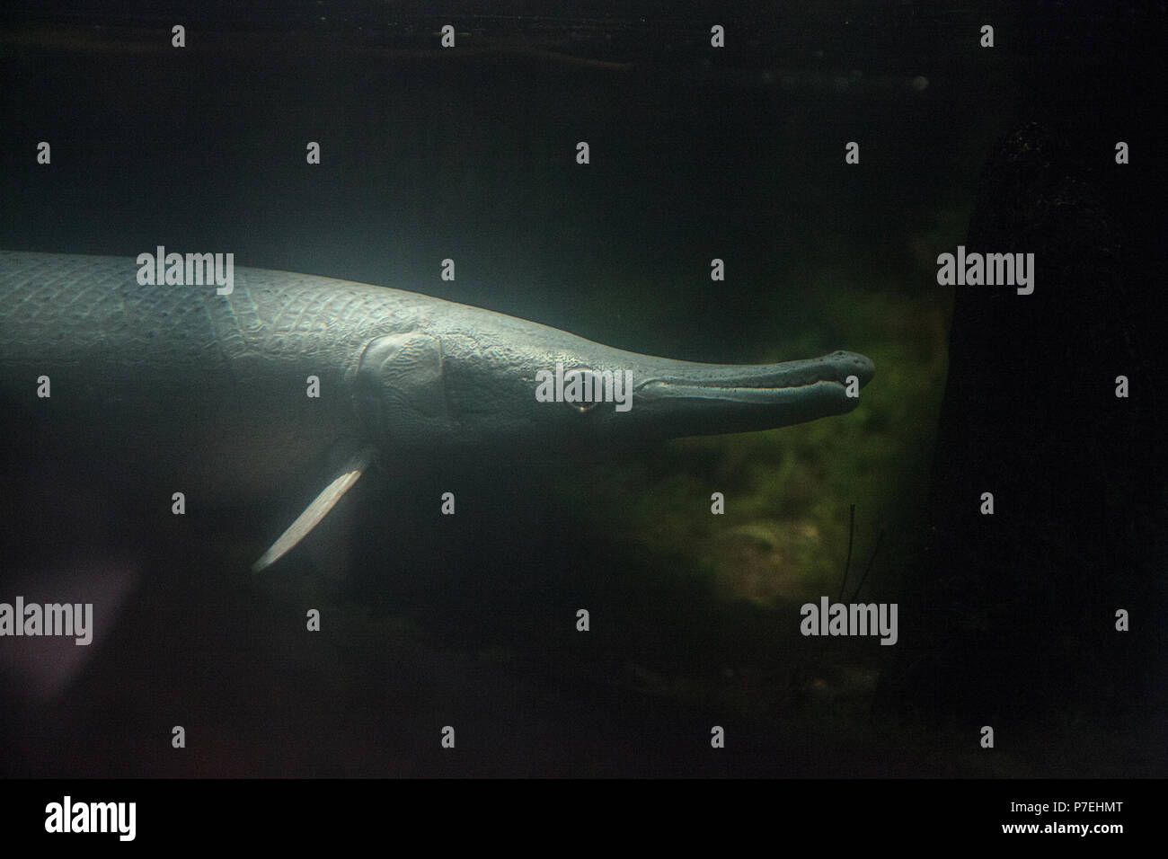 Leucistic Alligator gar Atractosteus spatula swims through brackish waters. Stock Photo