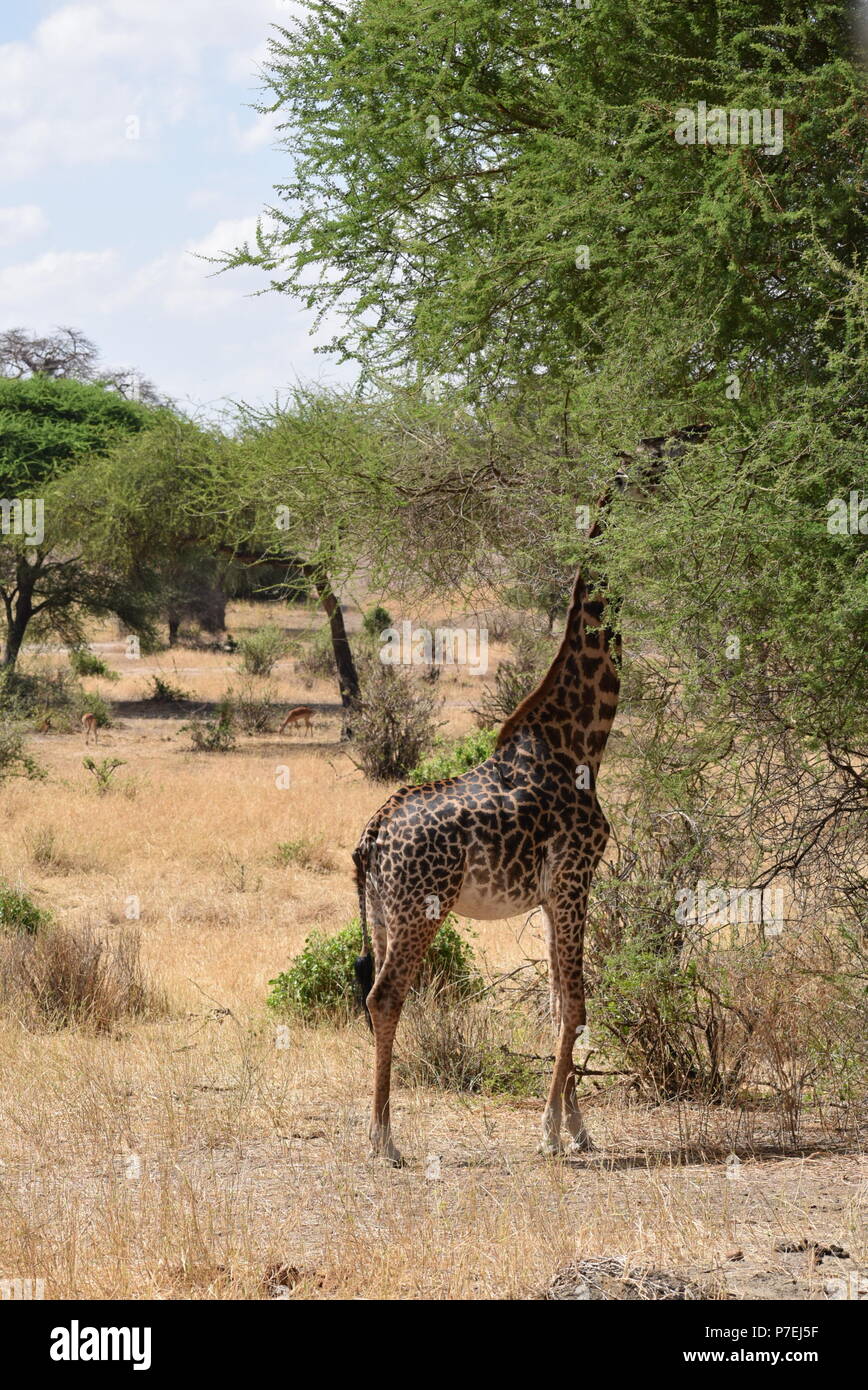 Safari africa giraffe hi-res stock photography and images - Alamy