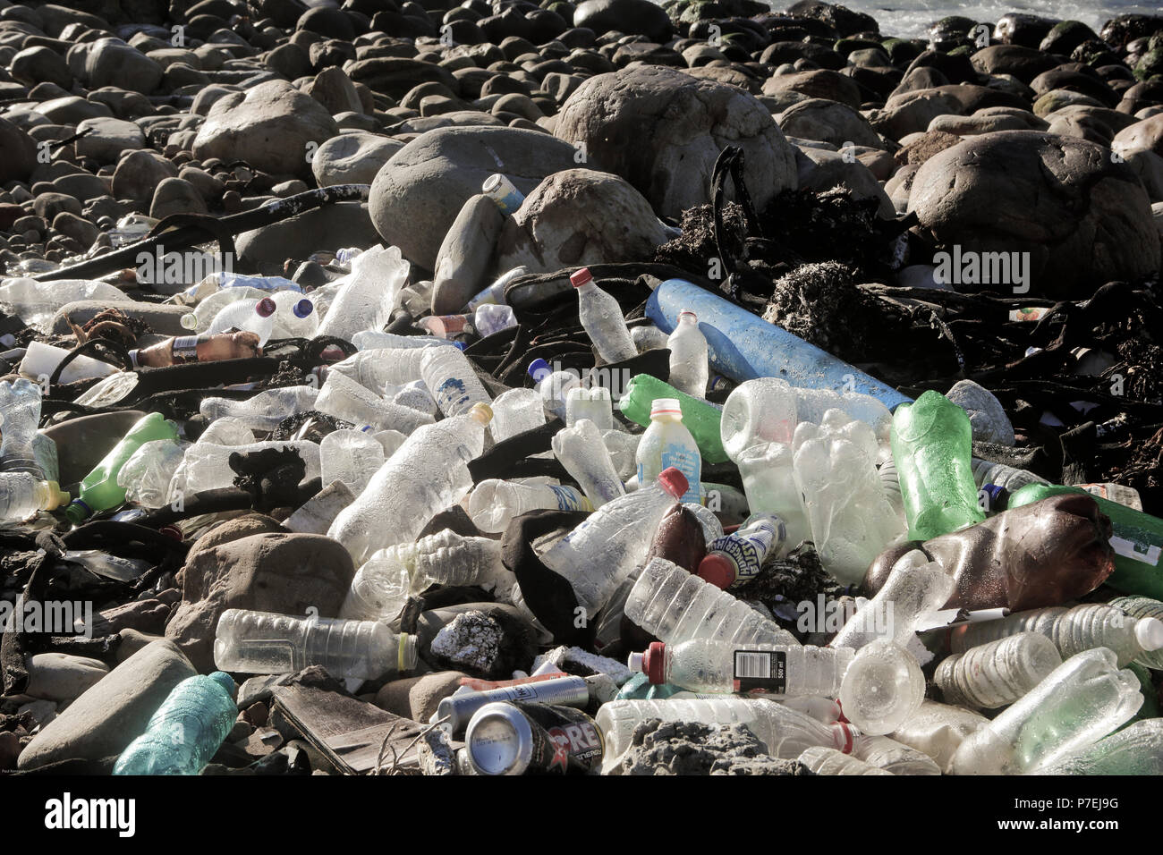 Empty single use plastic drinking bottles on rocks at Hout Bay, Cape