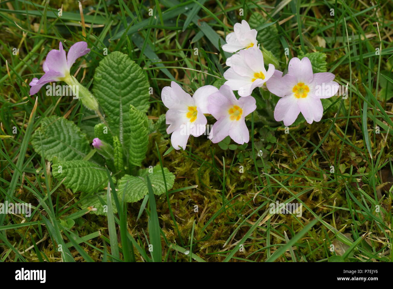 Primula vulgaris (Garten-Primel) (Primrose) (Primevère commune) Stock Photo