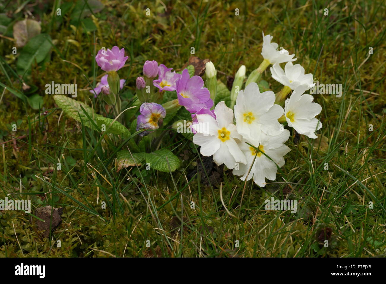 Primula vulgaris (Garten-Primel) (Primrose) (Primevère commune) Stock Photo
