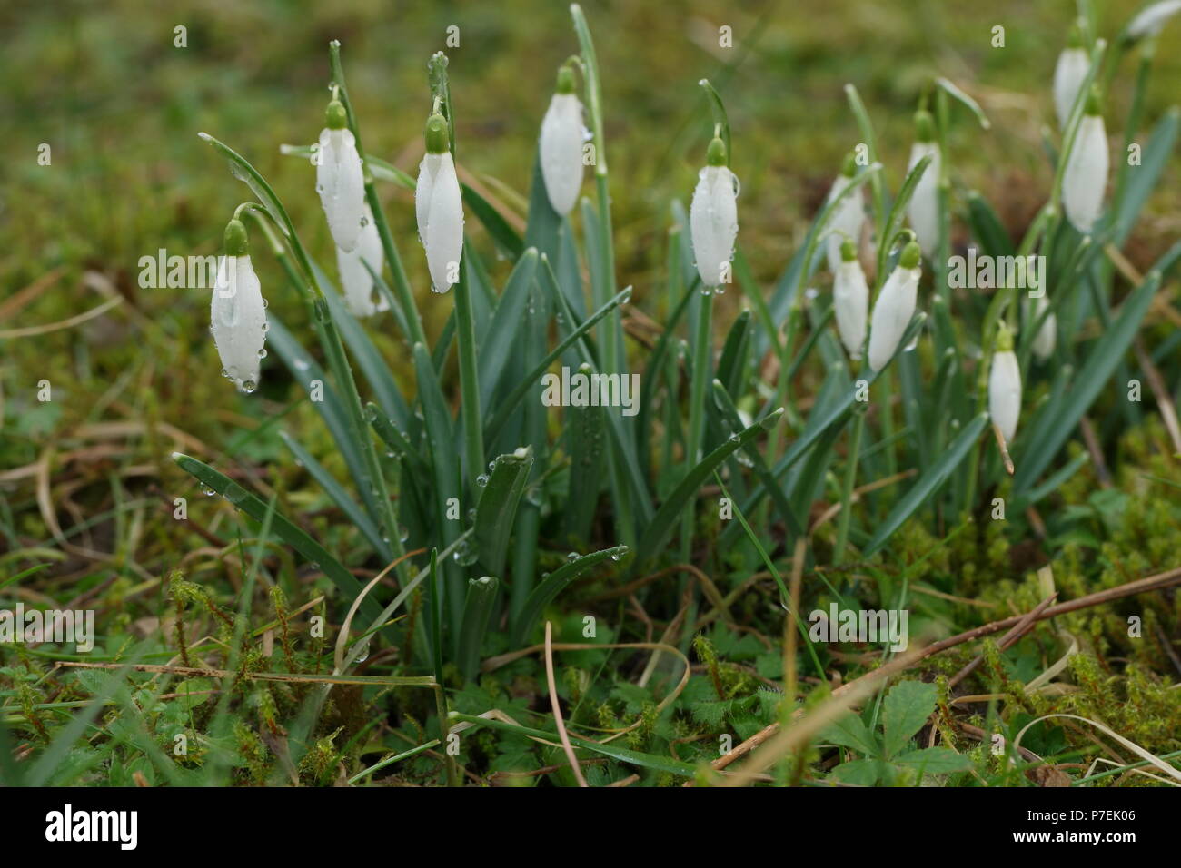Galanthus nivalis (Kleines Schneeglöckchen) (Common Snowdrop) (Perce-neige) Stock Photo