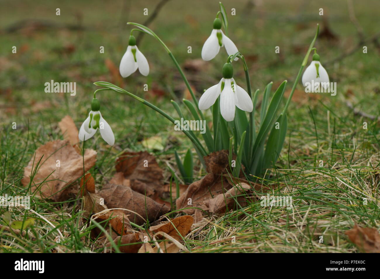 Galanthus elwesii (Elwes-Schneeglöckchen) (Greater Snowdrop) (Perce-Neige Géant) Stock Photo
