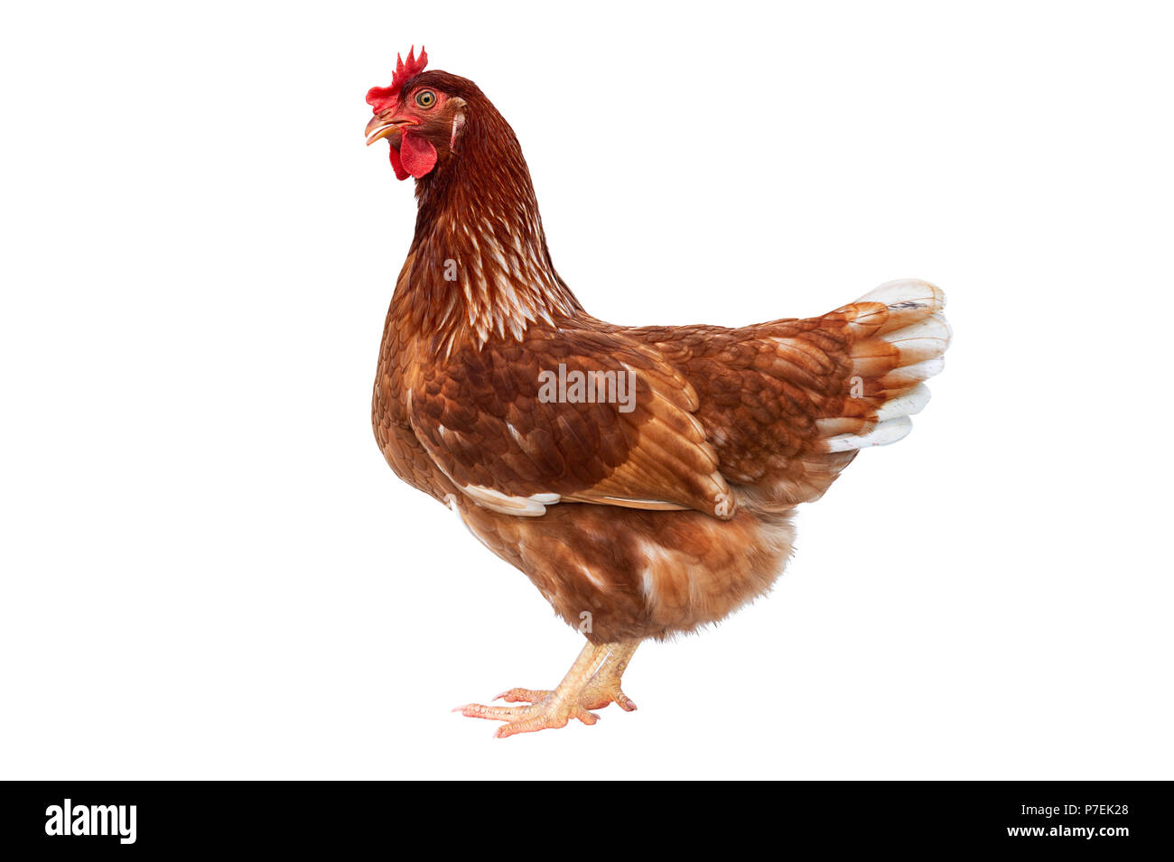 Brown hen isolated on white background, Chicken isolated on white Stock  Photo - Alamy