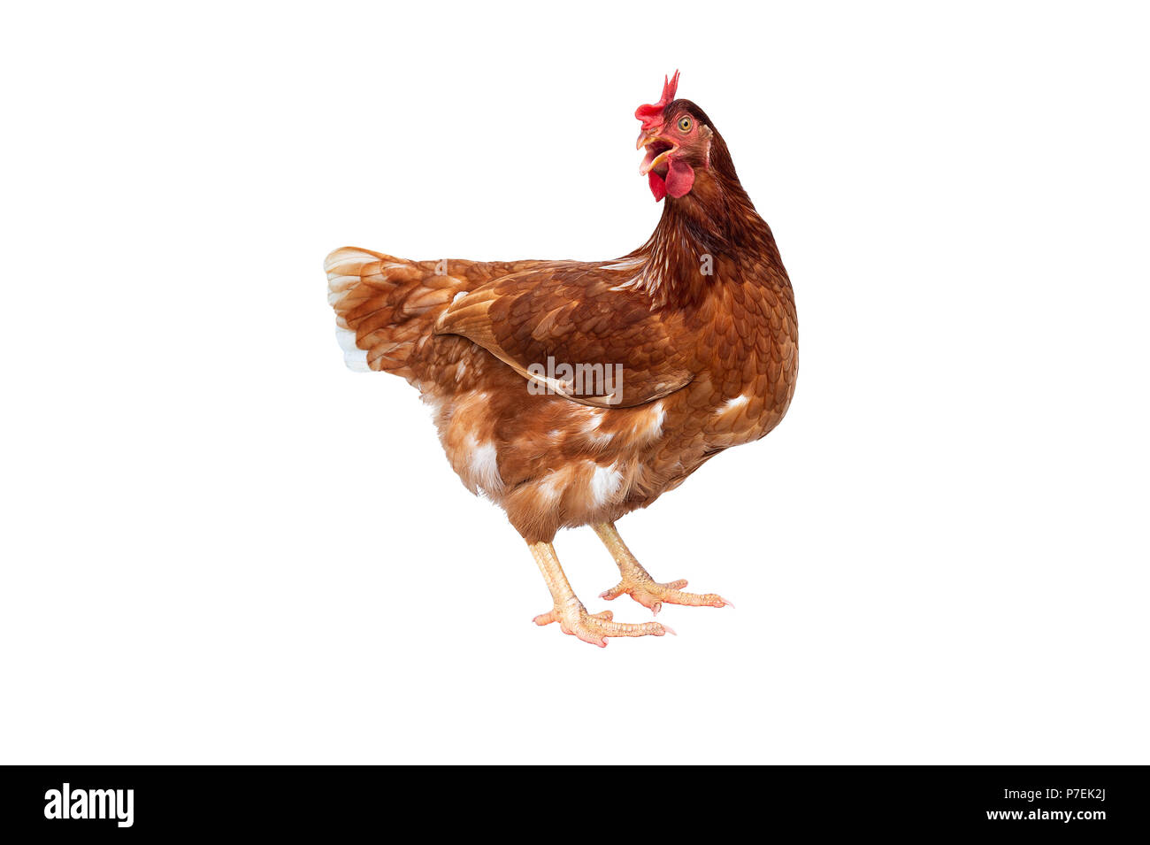 Brown hen isolated on white background, Chicken isolated on white. Stock Photo