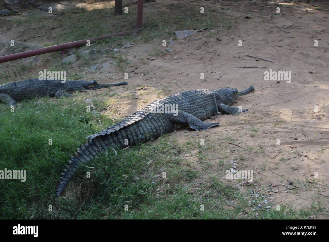 Crocodiles at Jaipur Zoo Stock Photo