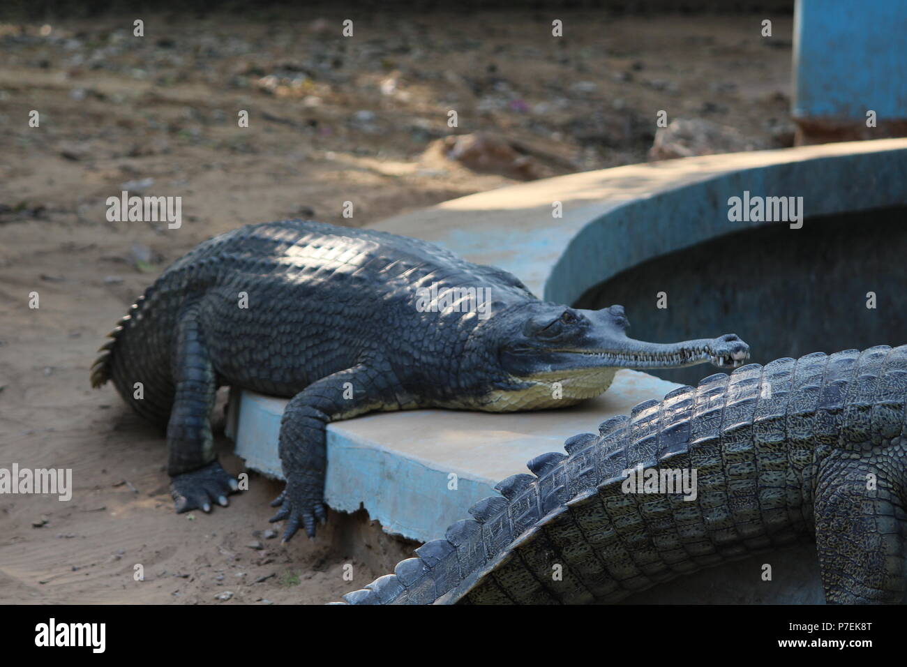 Crocodiles at jaipur zoo hi-res stock photography and images - Alamy