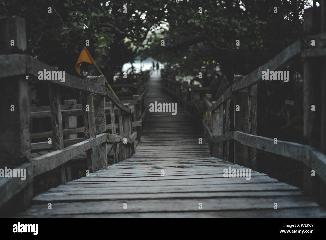 Bridges at Katunggan Mangrove Park, Mahinog, Camiguin Island, Philippines. Stock Photo