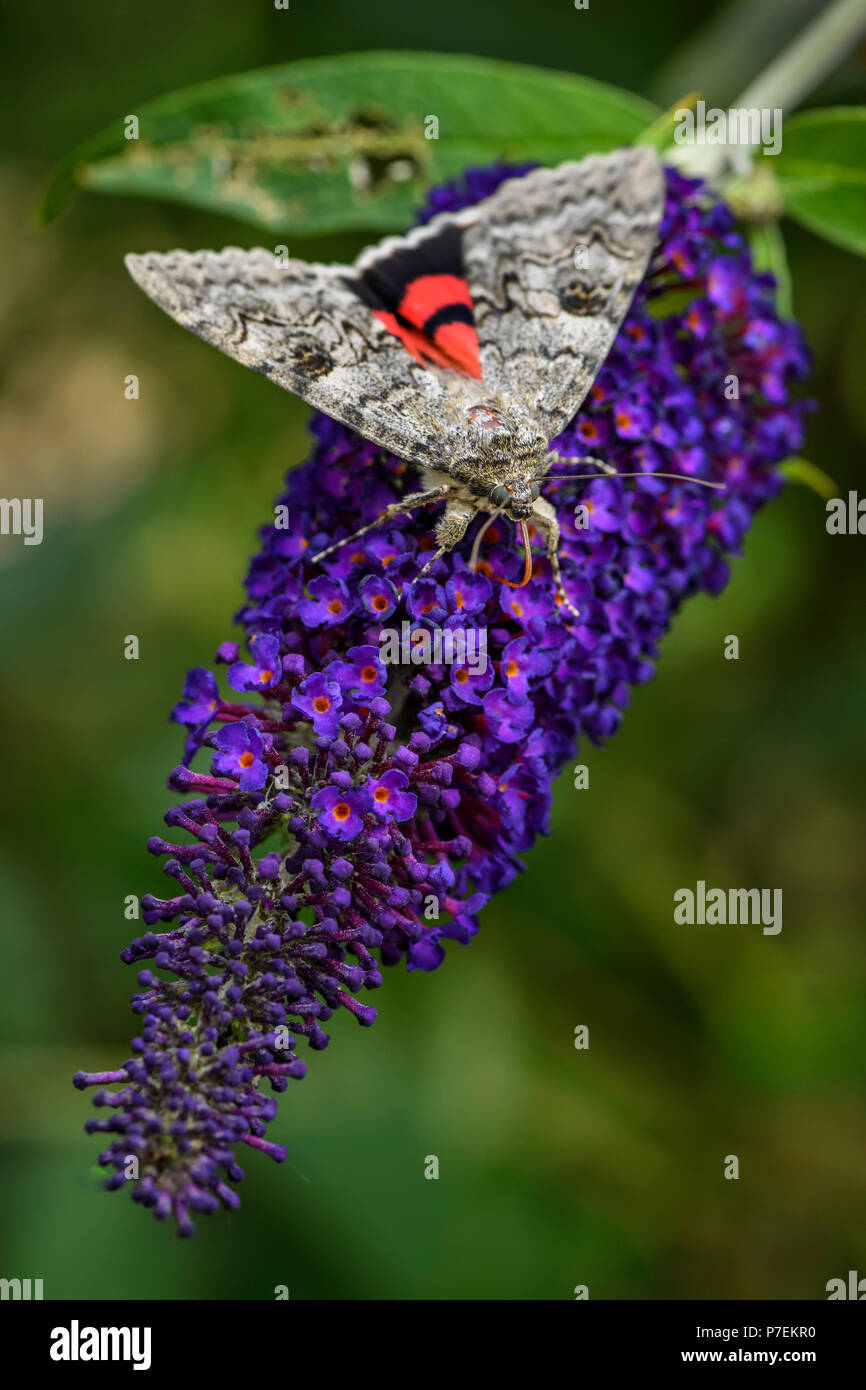 the French red underwing moth - Catocala elocata, beautiful large moth from European forests. Stock Photo