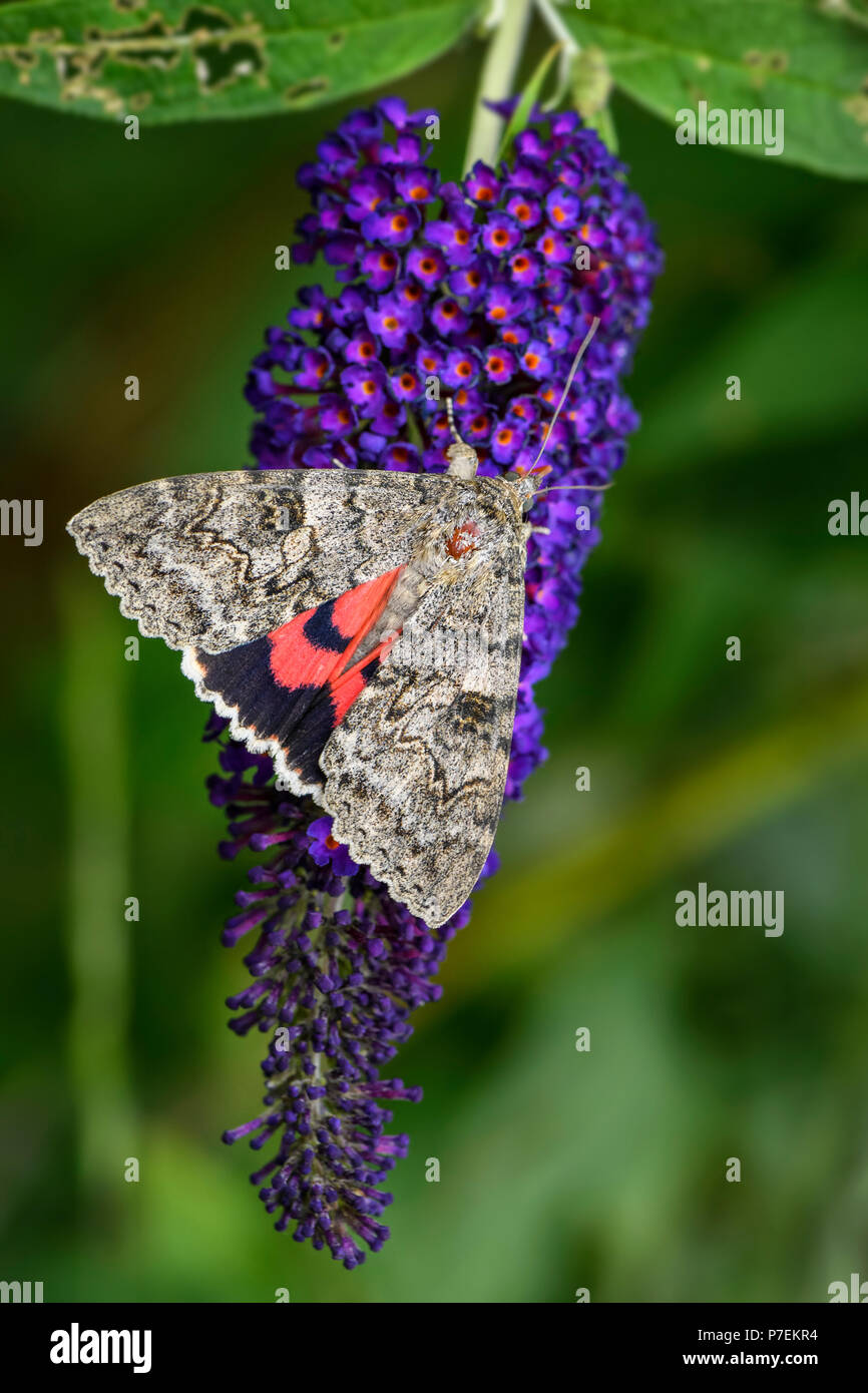 the French red underwing moth - Catocala elocata, beautiful large moth from European forests. Stock Photo